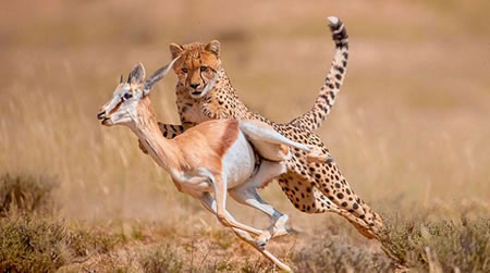 Técnica de caza.  de los guepardos
